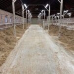 Recent barn improvements with a clear walkway and clean pens