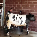 New wash barn being used by a youth showing cattle